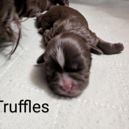 Shih Tzu Puppies from Sweetz Kennelz