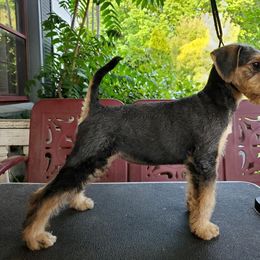 Airedale Terrier Puppies from Blue Ridge Airedale's of Virginia