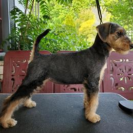 Airedale Terrier Puppies from Blue Ridge Airedale's of Virginia
