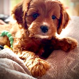 Tucker - Blenheim male Cavapoo puppy in Port Angeles, Washington from God Speed Paws