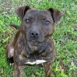 Mercy  - Staffordshire Bull Terrier