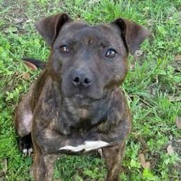 Mercy  - Staffordshire Bull Terrier