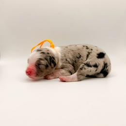 Pearl - Blue merle female Australian Shepherd puppy in Placerville, California from BFF Aussies