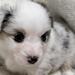 Miniature American Shepherds from Hundred Acre Wood Homestead Kennels