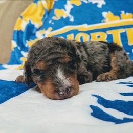 Coco - Blue merle female Aussiedoodle puppy in Yacolt, Washington from Aussiedoodles by Maggie
