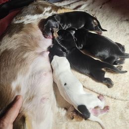 Black and cream 2 - Black and cream male Dachshund puppy in Maui, Hawaii from Versatile Ohana