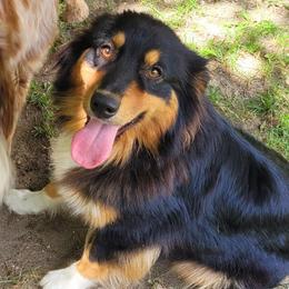 Lady - Australian Shepherd