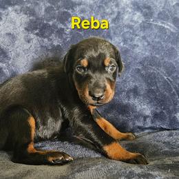 Reba - Black and rust female Doberman Pinscher puppy in Mount Orab, Ohio from Heyne Kennels
