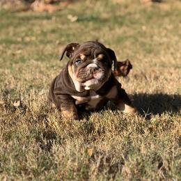 Kelly - Chocolate tri-color female Bulldog puppy in Hernando, Mississippi from Blues City Bulldogs
