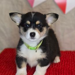Green collar - Black and tan male Pembroke Welsh Corgi puppy in Grass Valley, California from Triple M Ranch Corgi's