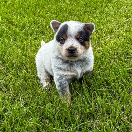 Purple - Blue speckled female Australian Cattle Dog puppy in Spokane, Washington from 4D Cattle Dogs