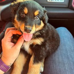 Freddy - Black tri-color male Australian Shepherd puppy in Salem, Oregon from Steady Aim Aussies