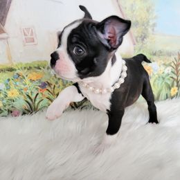 Boston Terrier Puppies from Our Gang Bostons