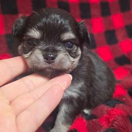 Tucker - Black and tan male Chihuahua puppy in Brooksville, Florida from Daystars Chihuahuas