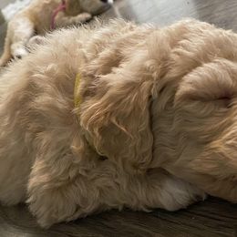 Goldendoodles from WolfeFamily AZ Goldendoodles