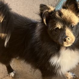 Maltipoos, Pomeranians, and Poodles from Bee Mine Poodles, Doodles and Pomeranians