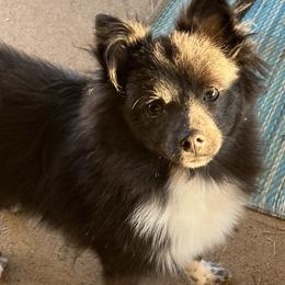 Maltipoos, Pomeranians, and Poodles from Bee Mine Poodles, Doodles and Pomeranians
