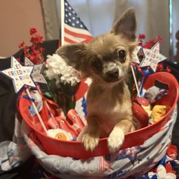 Elsa - Blue and white female Chihuahua puppy in Rocky Mount, Virginia from Teresa Melton