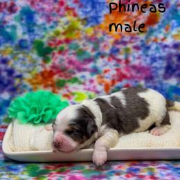 Phineas - Merle male Bernedoodle puppy in Williamson, New York from Lakeside Doodles