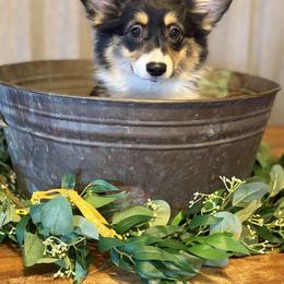 Jo Harvelle (Fluffy) - Black and tan female Pembroke Welsh Corgi puppy in Olathe, Colorado from Rocking LJ Breeding