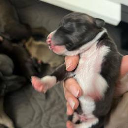 Madmartigan - White and seal male Italian Greyhound puppy in Las Vegas, Nevada from Amanda's Italian Greyhounds