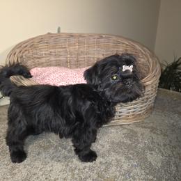 Abby AKC Exceptional Pedigree - Black female Shih Tzu puppy in Kings Mountain, North Carolina from Britany's Shih Tzus