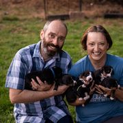 Entlebucher Mountain Dog puppies from Feather Farm's Entles