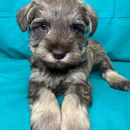 PINTO - Liver male Miniature Schnauzer puppy in Pisgah, Alabama from Mashburns Little Munchkins