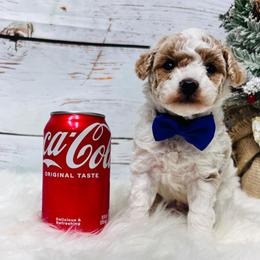 Oliver.  AKC Registered - Parti male Poodle puppy in Nixa, Missouri from Family Poodles