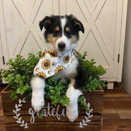 Dill Pickles - Black white and tan male Collie puppy in Chilhowie, Virginia from Jolly Collies