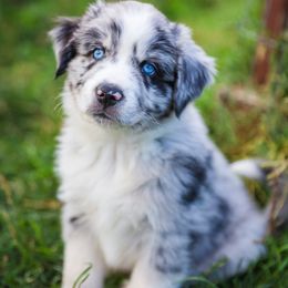 Australian Shepherd and Miniature Australian Shepherd Puppies from Black Hills Aussies