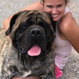 Mastiffs from Green Meadow Mastiffs