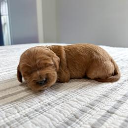Lemon Ice - Apricot female Australian Labradoodle puppy in Chelsea, Michigan from Michigan Labradoodles