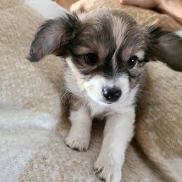 Papillon Puppies from Happy Paps