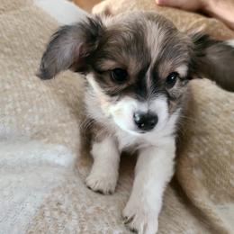 Papillon Puppies from Happy Paps
