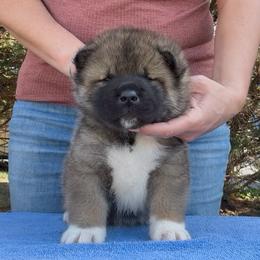 Hiro - Boy 2 - Brown male Akita puppy in Coopersburg, Pennsylvania from Main Street Akitas
