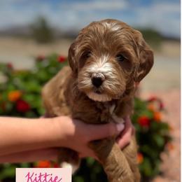 Kittie - Red  female Goldendoodle puppy in Tonopah, Arizona from DJ’s Doodles