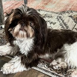 Gia - Shih Tzu