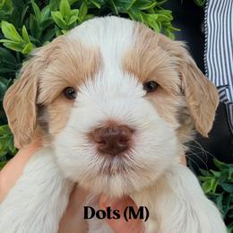 Dots - Caramel male Australian Labradoodle puppy in Silver Spring, Maryland from Potomac Australian Labradoodles