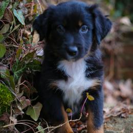 Coco - Black tri-color female Australian Shepherd puppy in Colfax, Washington from Arbor hill Australian Shepherds