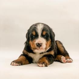 Waylon Jennings - Black rust and white male Bernese Mountain Dog puppy in Hudson, Indiana from TurkeyCreek-K9