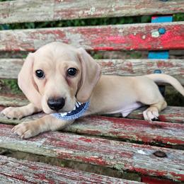 Boomer - Cream male Dachshund puppy in Gilmer, Texas from Watsons Dachshunds