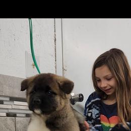 Akita Puppies from TLC Akitas