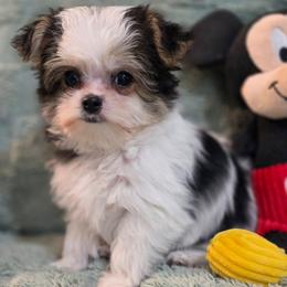 Jeffrey - Piebald male Morkie puppy in St. Cloud, Florida from K and E Small Breed Puppies