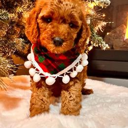 Bernedoodle, Goldendoodle, and Sheepadoodle Puppies from Maplesierradoodles