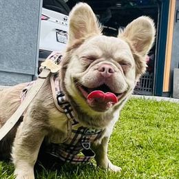 Nala - French Bulldog