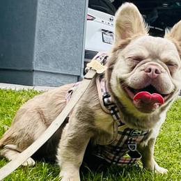 Nala - French Bulldog