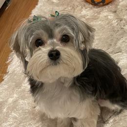 Biewer Terrier, Morkie, and Yorkshire Terrier All Grown Up from Blue Ridge Mountain PuppiesTM️