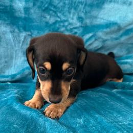 Snoopy - Black and cream male Dachshund puppy in Memphis, Tennessee from River City Doxies