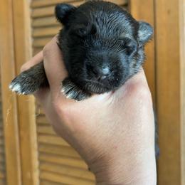 Sable boy 1 - Sable male German Shepherd puppy in Lordstown, Ohio from Jewels German Shepherd